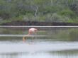flitterwochen 003 e - Flamingo.JPG