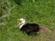 flitterwochen 013 - Albatros.JPG