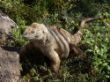 flitterwochen 019 - Landleguan.JPG