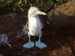 flitterwochen 025 - Blue footed Boobie.JPG