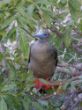 flitterwochen 035 - Red footed boobie.JPG